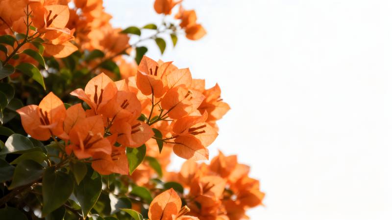 橙色三角梅绽放图片
