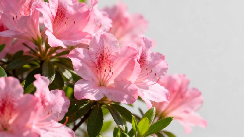 粉红杜鹃花绽放图片