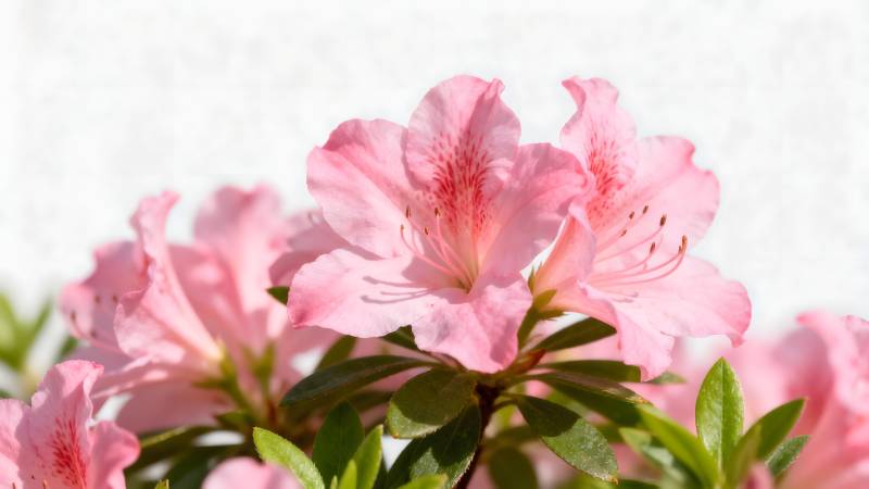 粉红杜鹃绽放图片