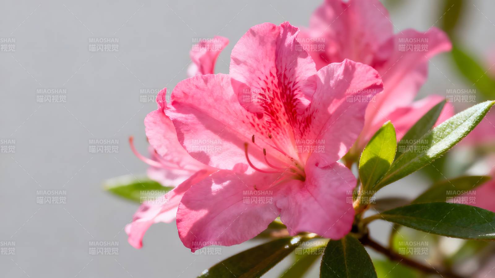 粉红杜鹃绽放图片