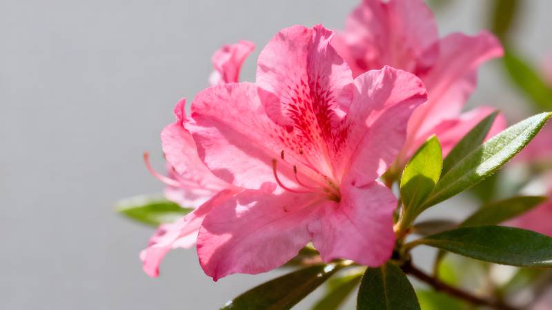 粉红杜鹃绽放图片