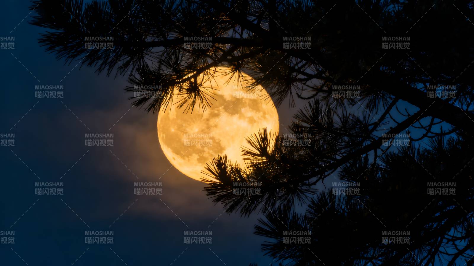 松枝映月夜图片