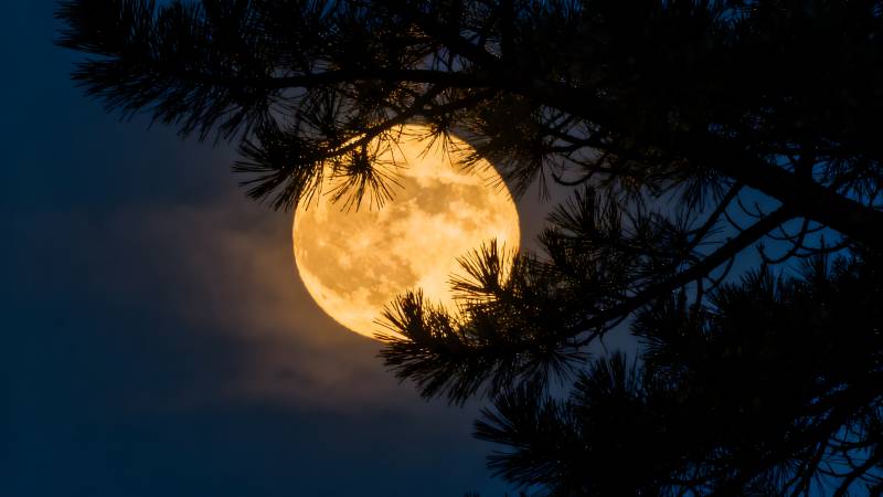 松枝映月夜图片