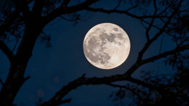 月满枝头夜图片