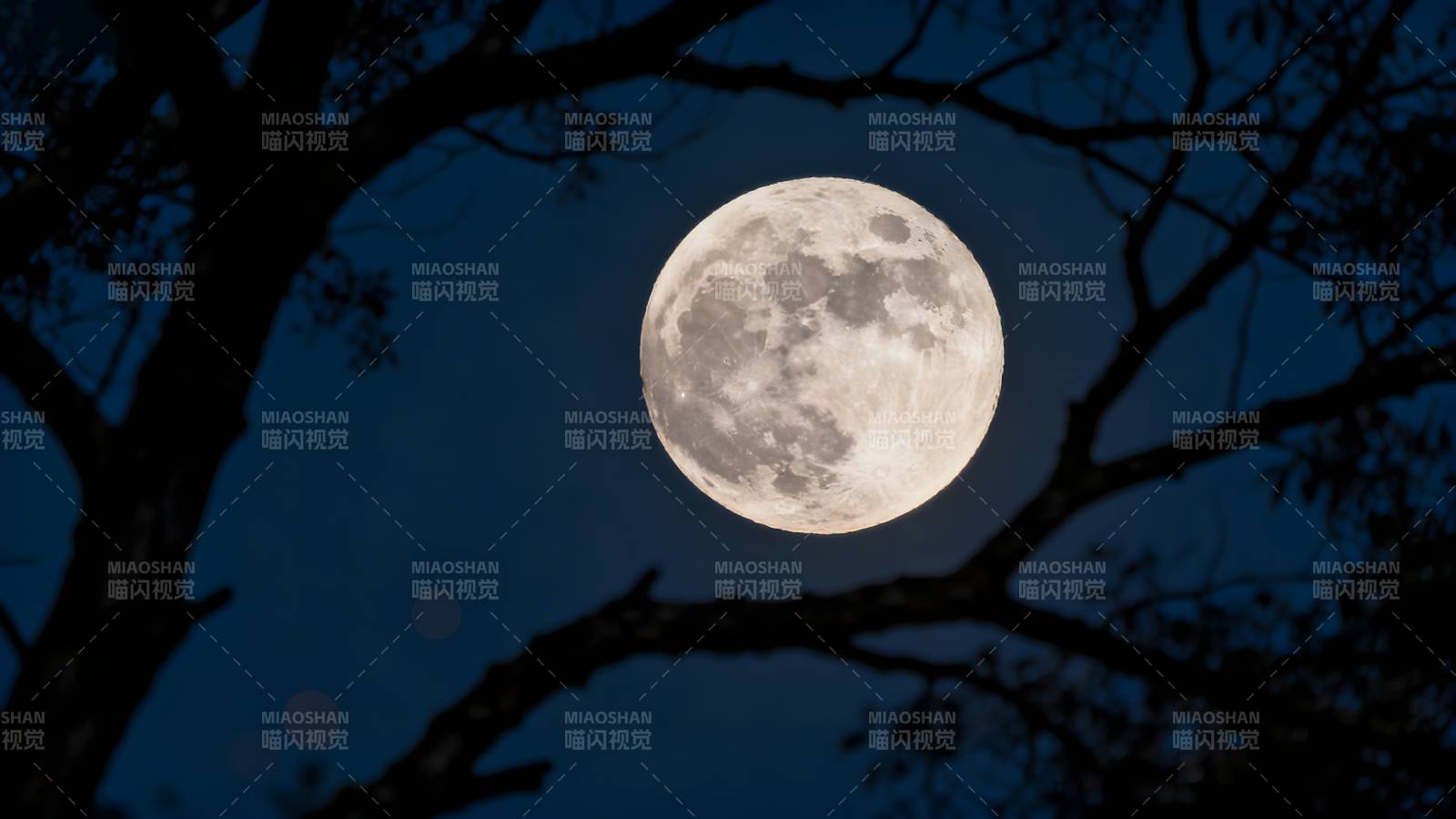 月满枝头夜图片