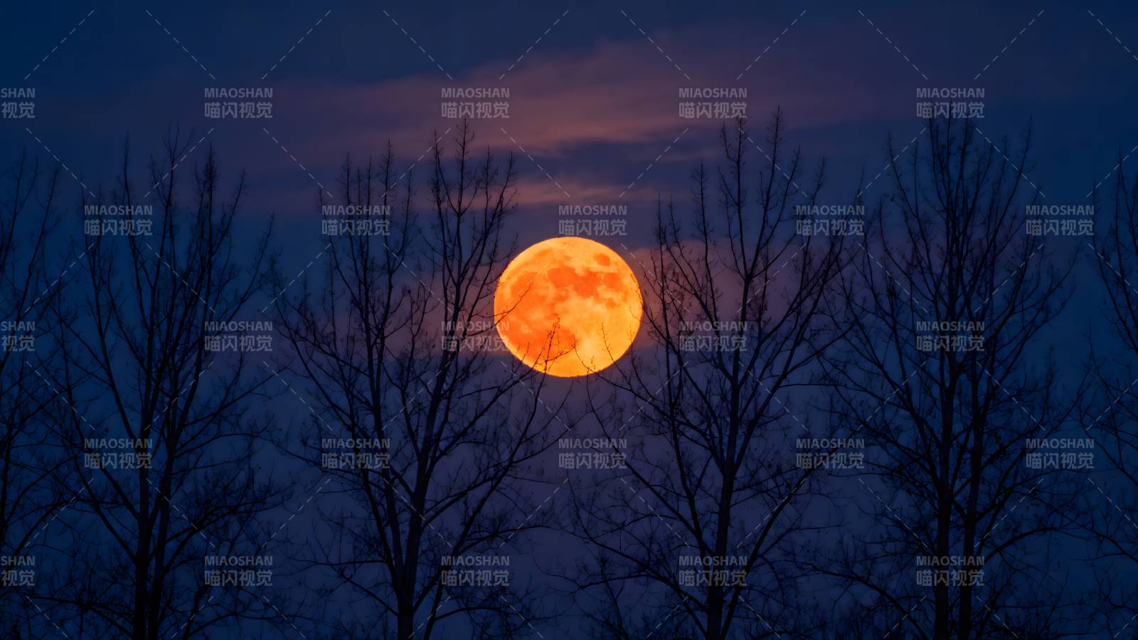 橙月悬空 树影婆娑图片