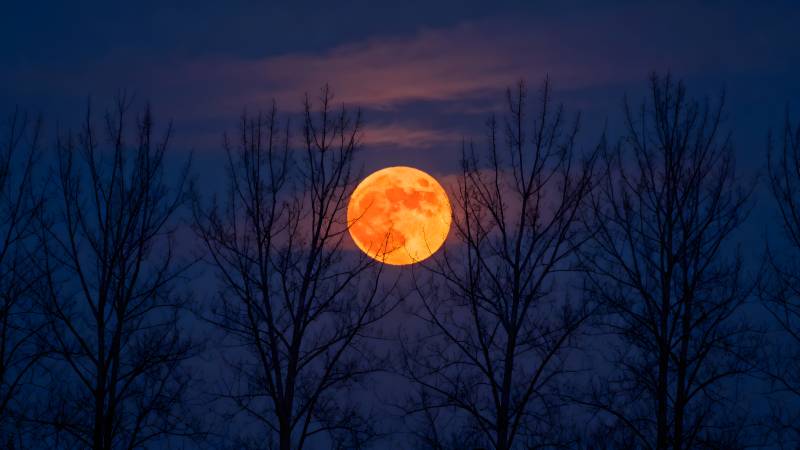 橙月悬空 树影婆娑图片