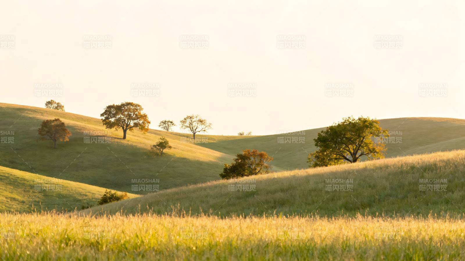 金色丘陵晨光图片