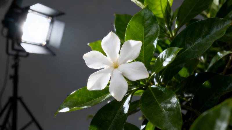 白花绿叶光影图片