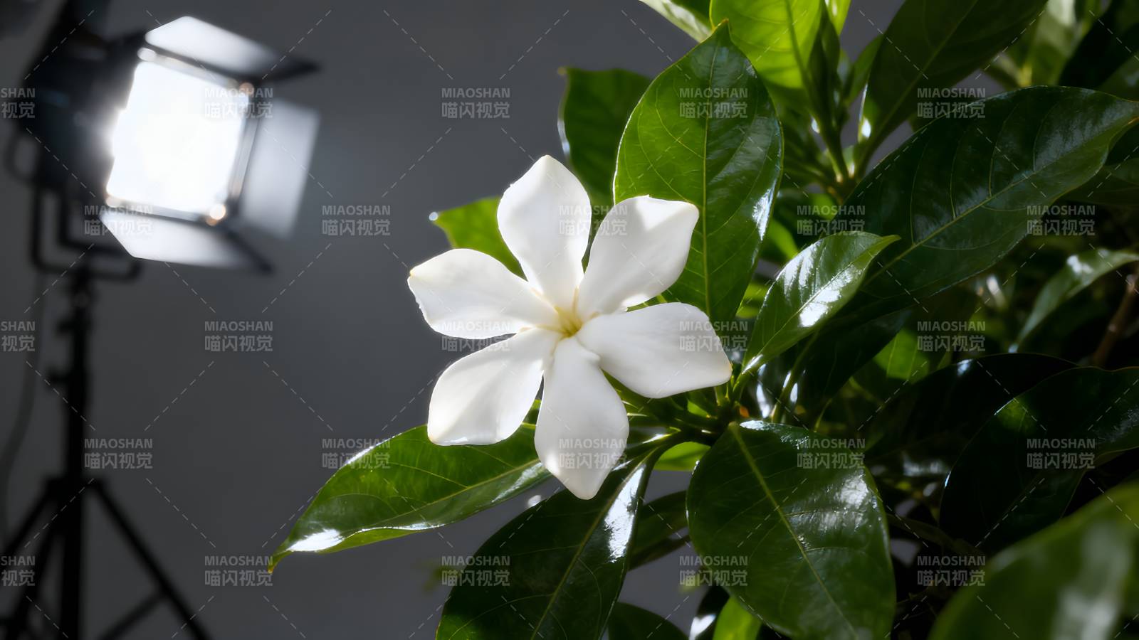 白花绿叶光影图片