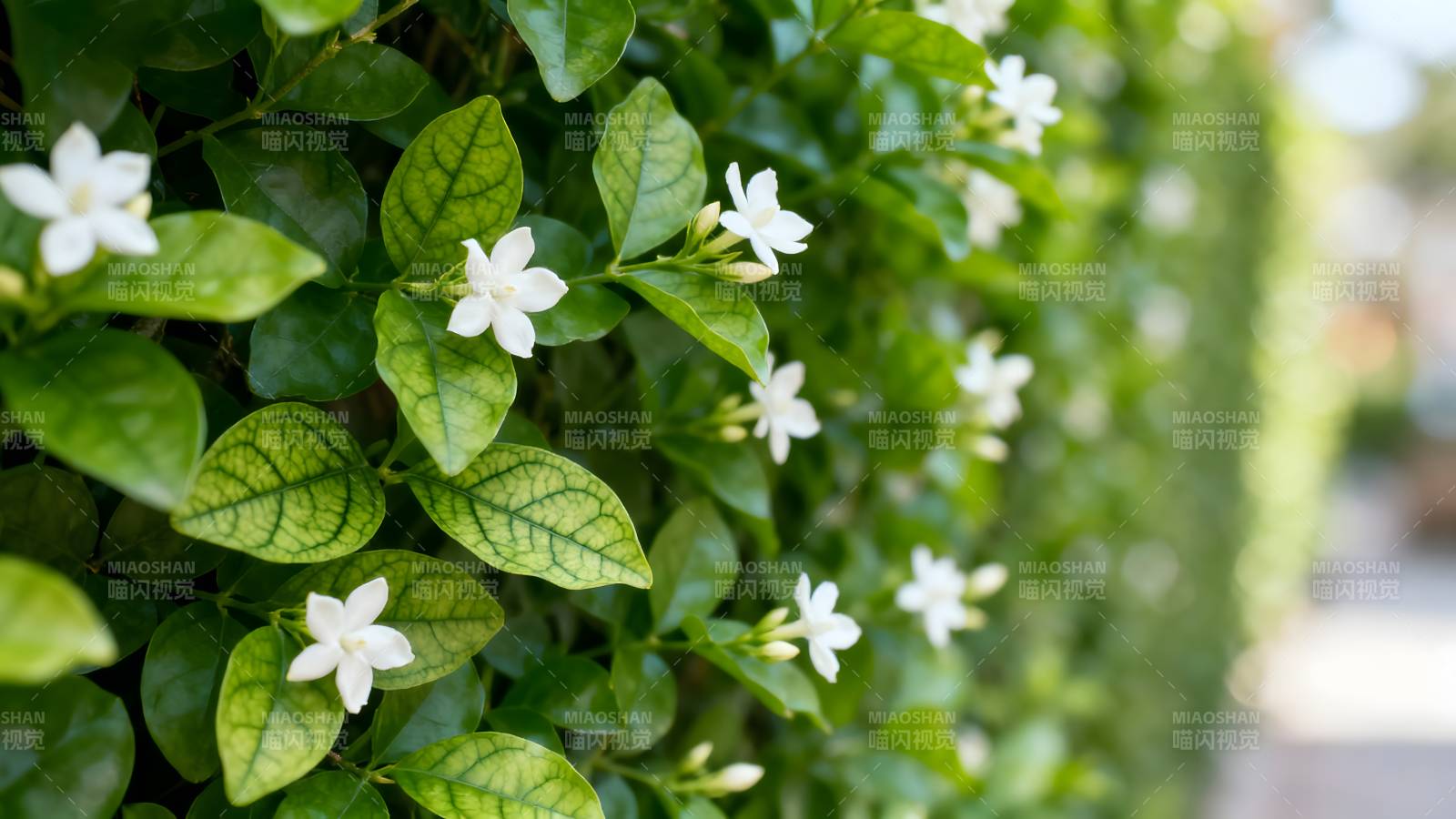 茉莉花开满绿叶图片