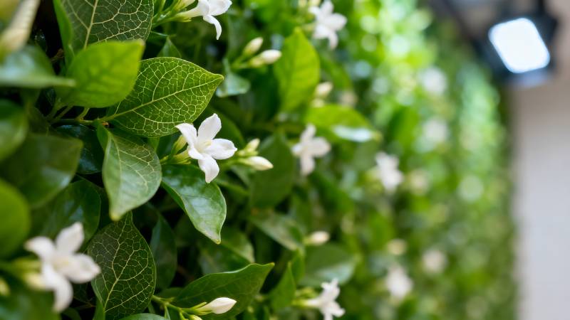 绿叶白花墙图片