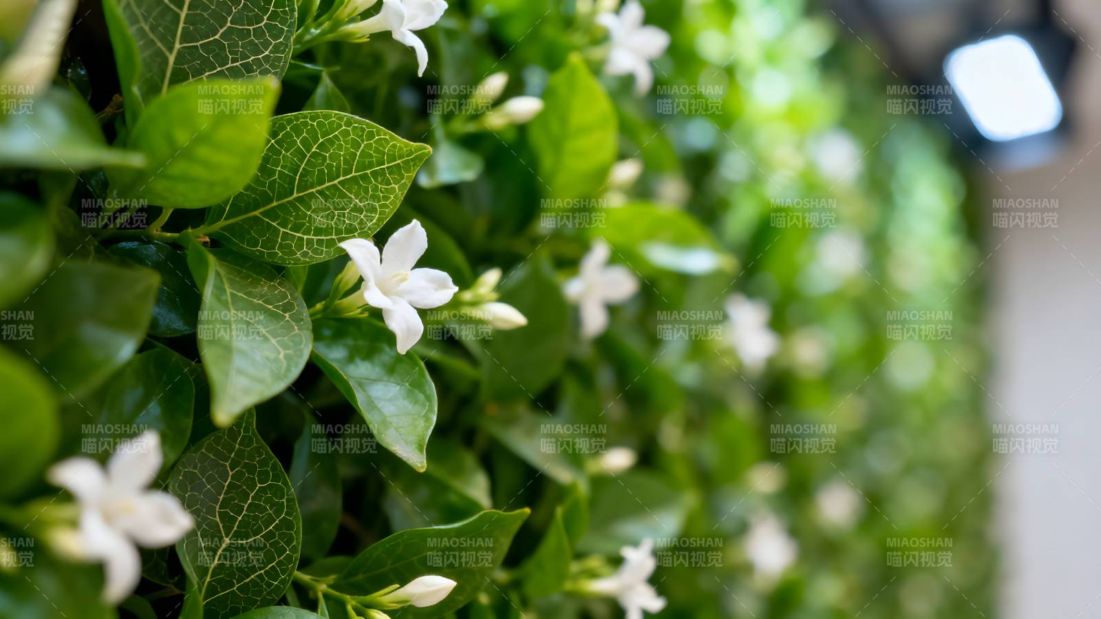 绿叶白花墙图片