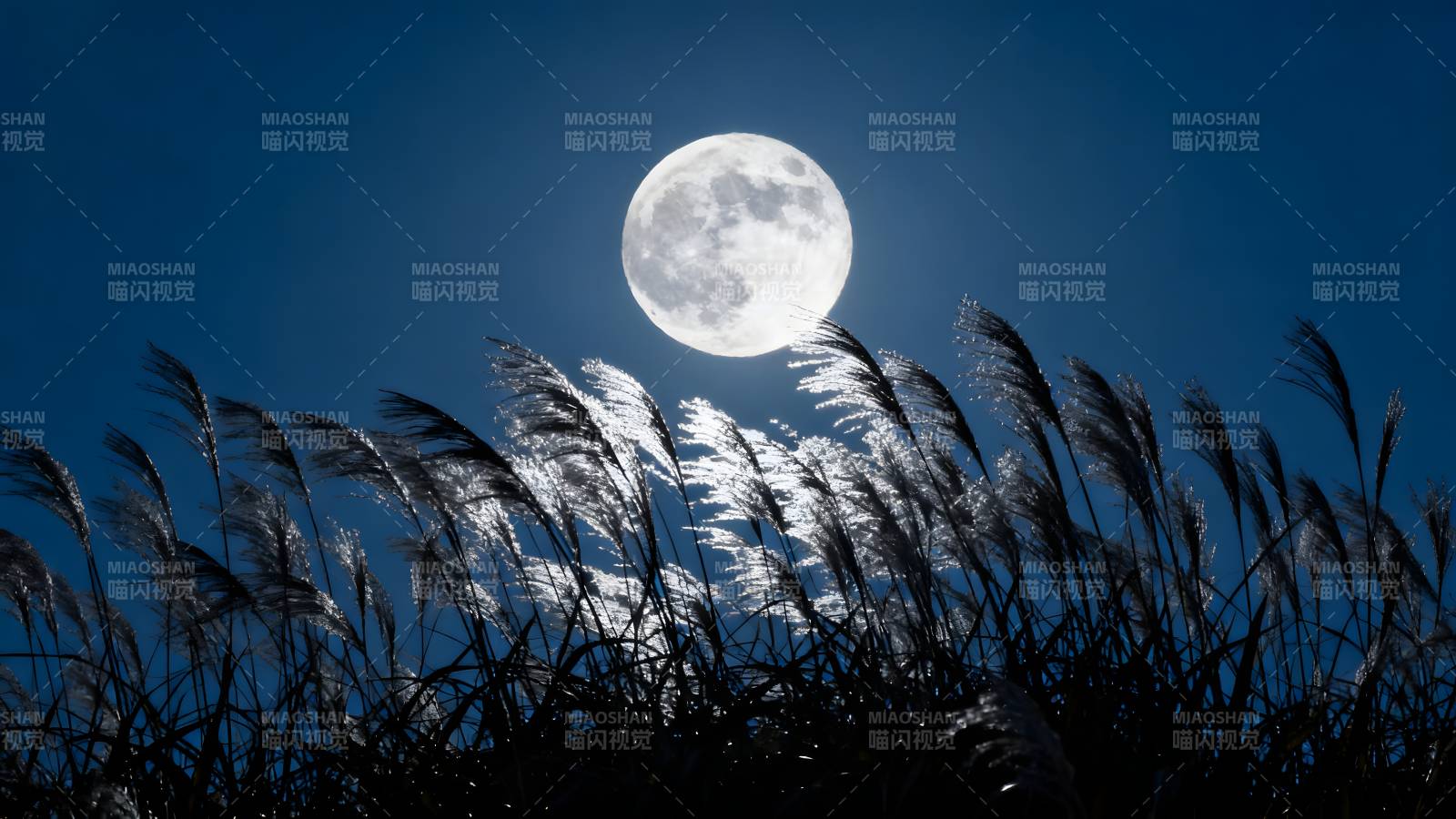 月下芦苇随风舞图片