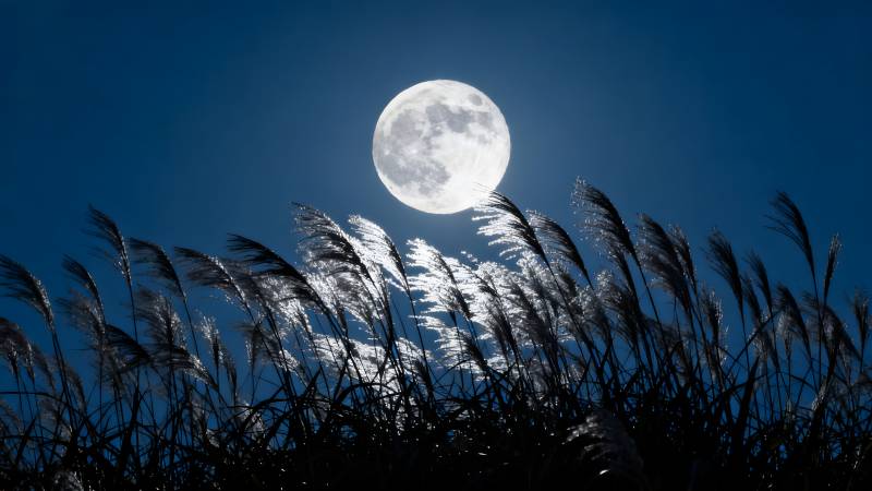 月下芦苇随风舞图片