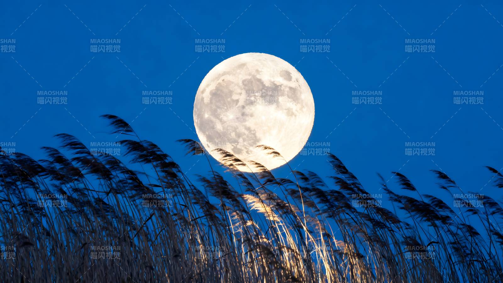 月升芦苇间图片