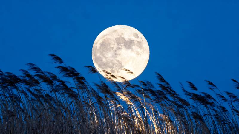 月升芦苇间图片