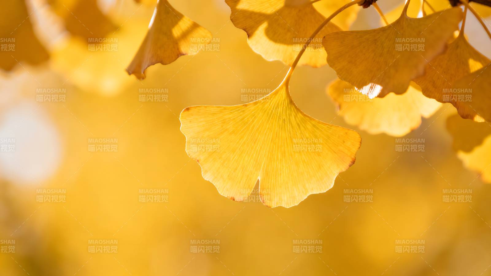 金秋银杏叶图片