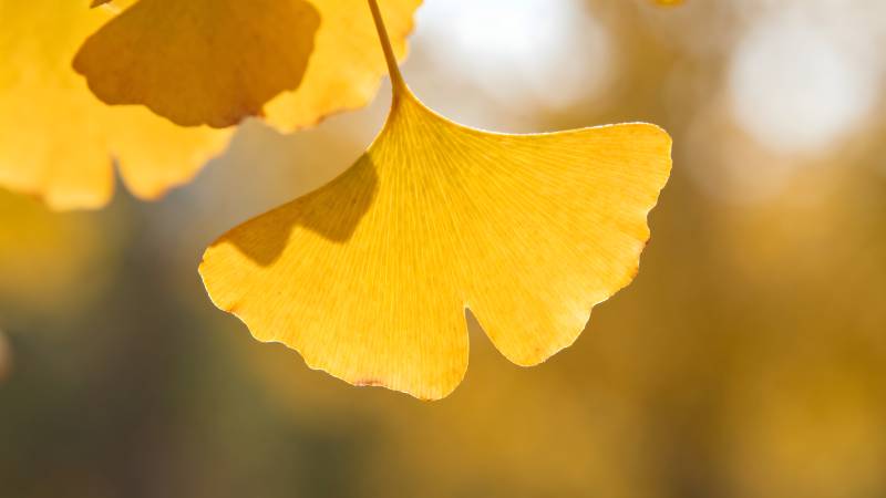 秋日银杏叶图片