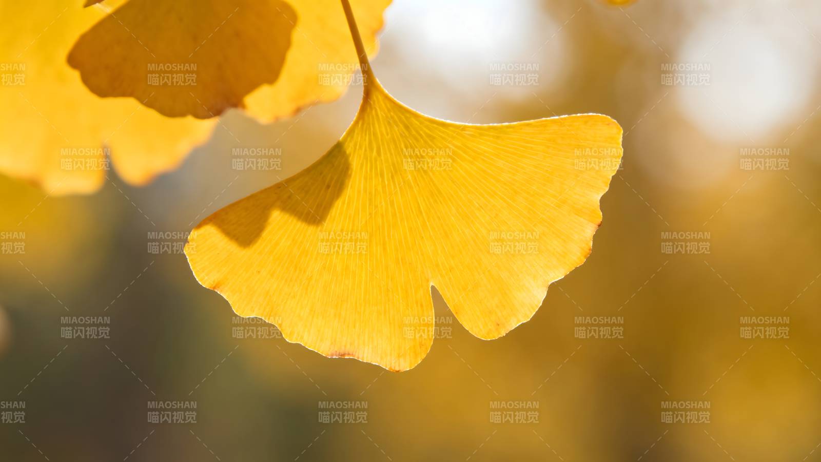 秋日银杏叶图片