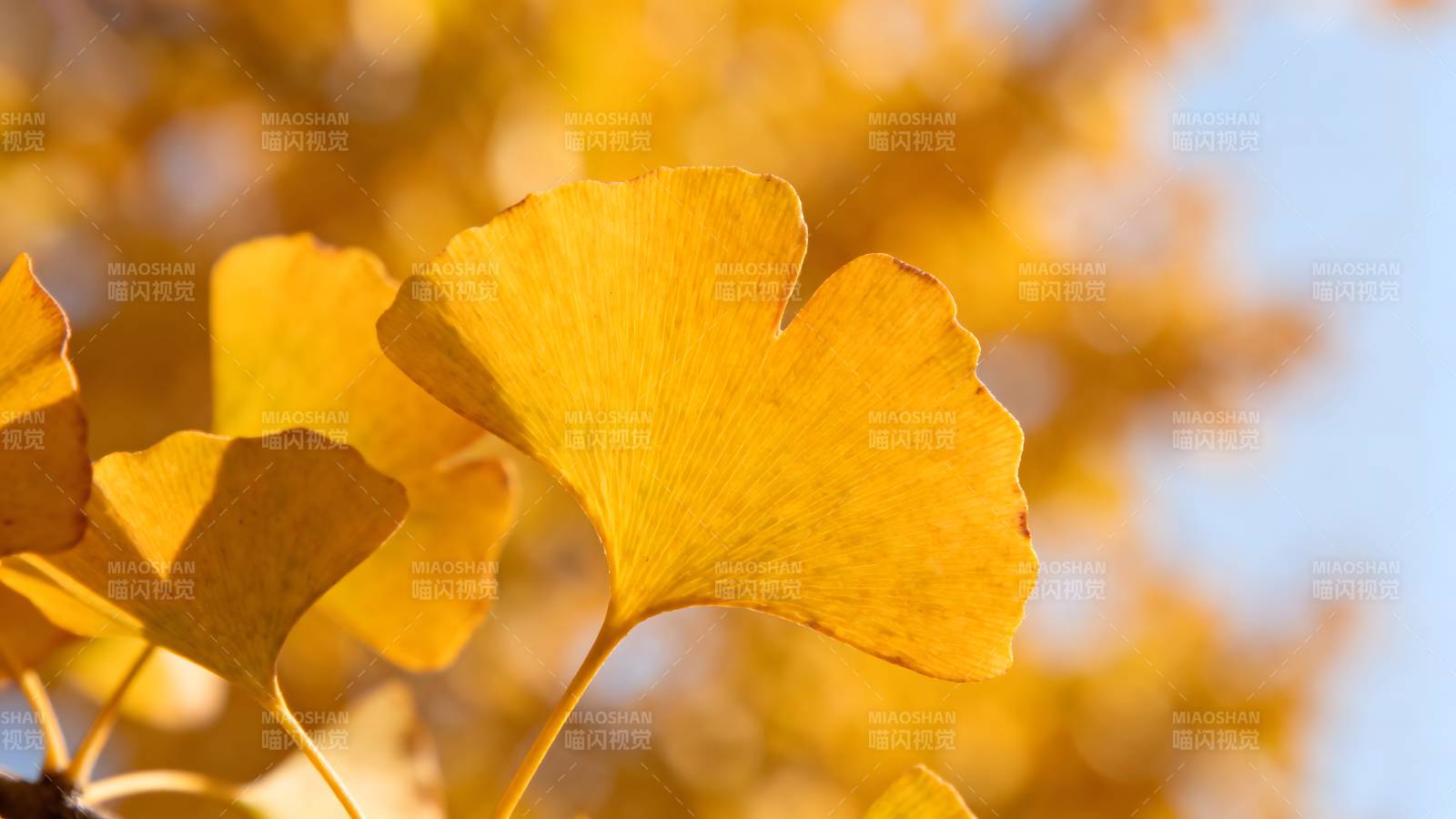 秋日银杏叶图片