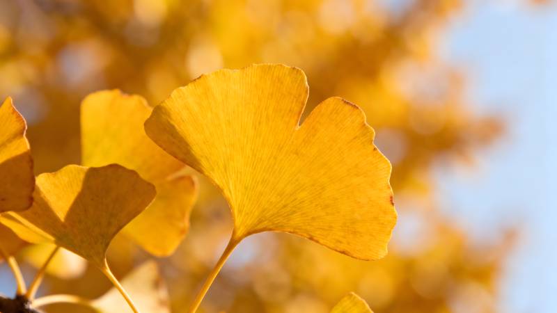 秋日银杏叶图片