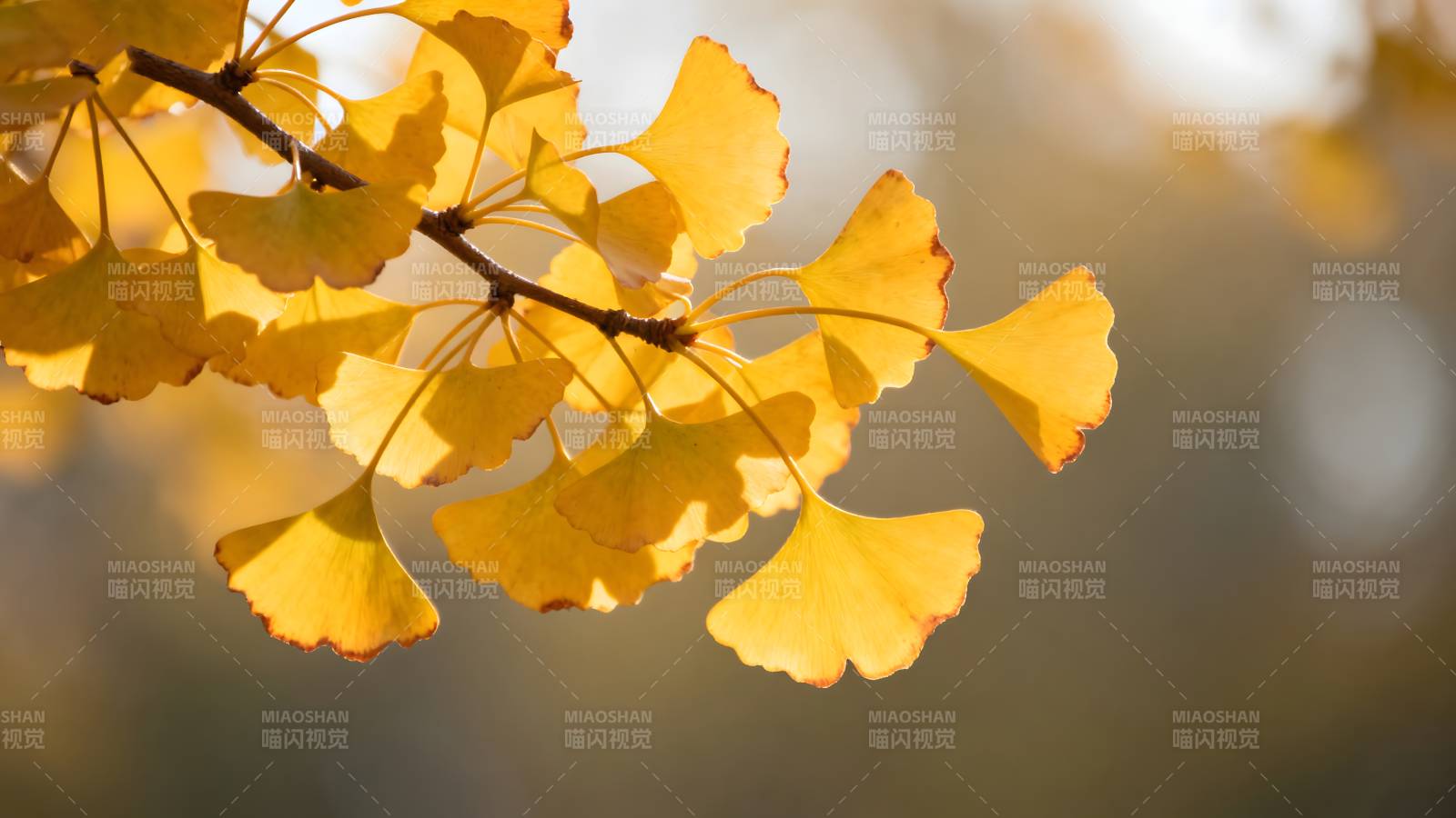 秋日银杏叶图片