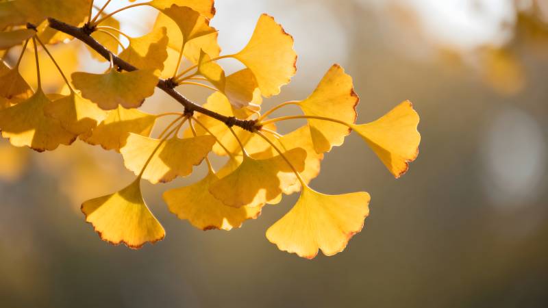 秋日银杏叶图片