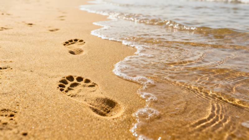 沙滩上的足迹图片