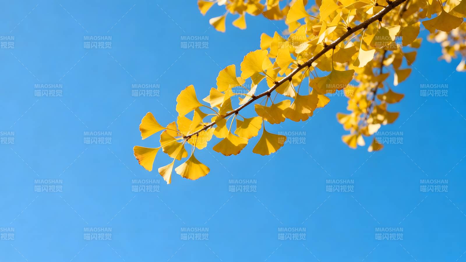 银杏叶黄映蓝天图片