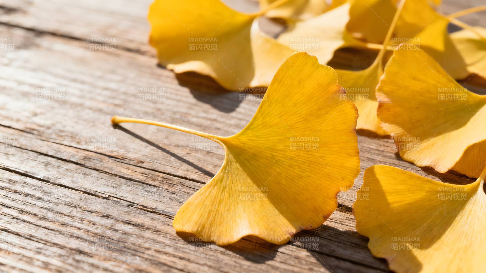 银杏叶落木桌图片
