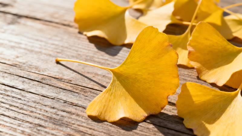 银杏叶落木桌图片