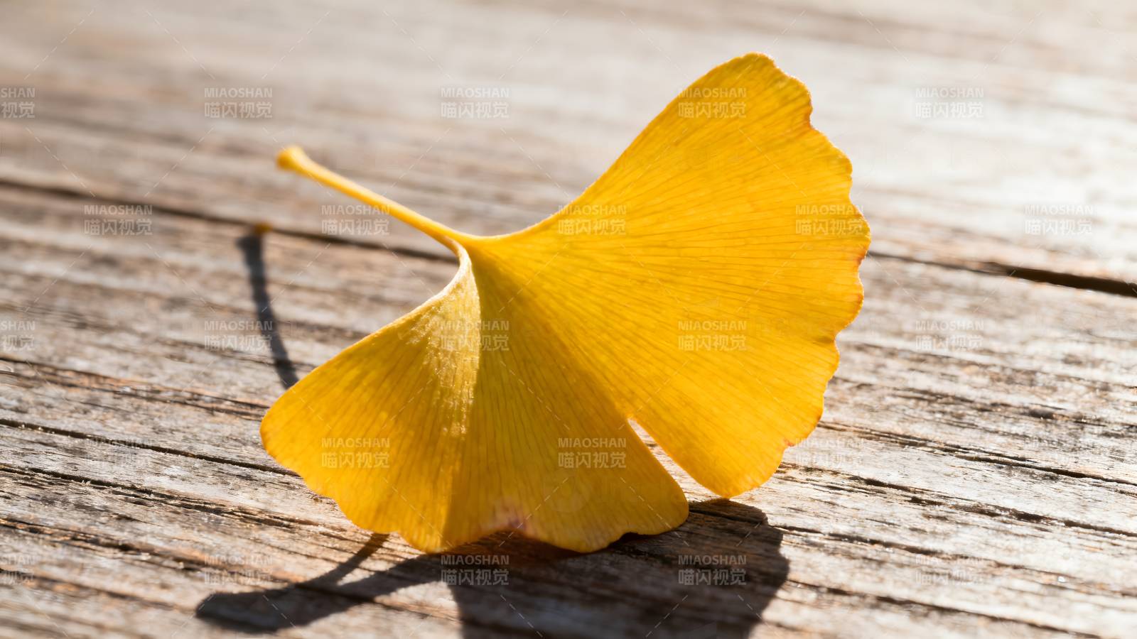 银杏叶静卧木纹图片