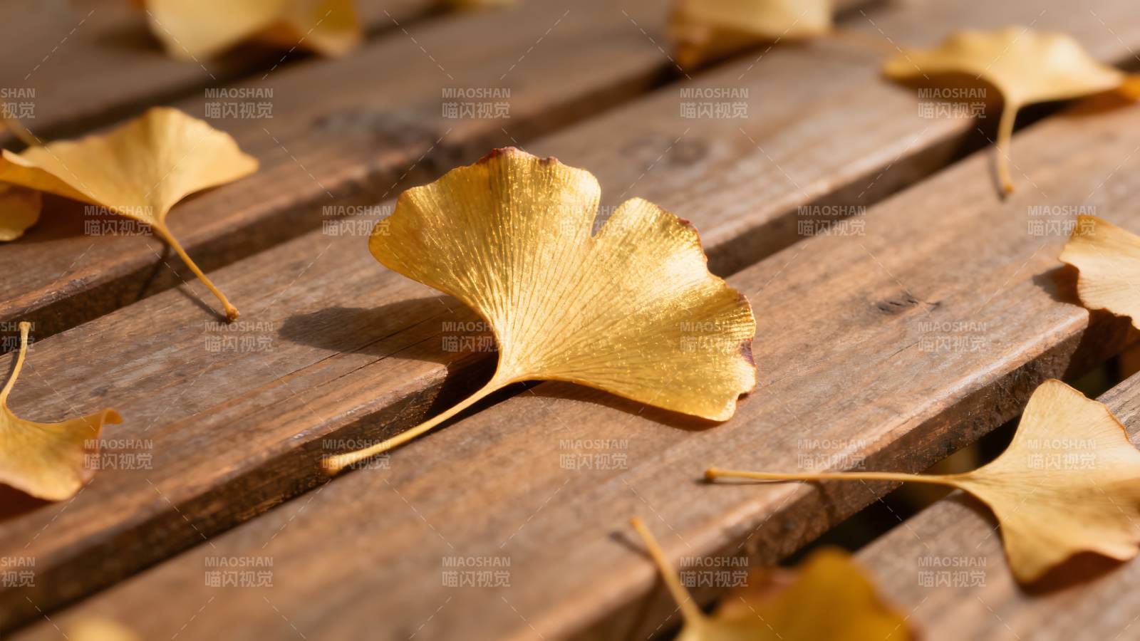 银杏叶落木桌图片