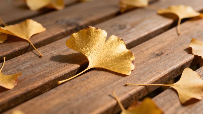 银杏叶落木桌图片