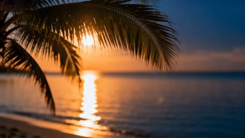 椰影夕阳海图片
