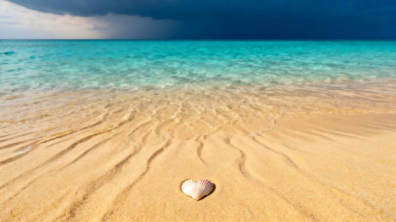 沙滩上的贝壳图片