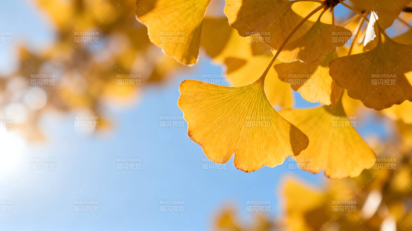 秋日银杏叶图片