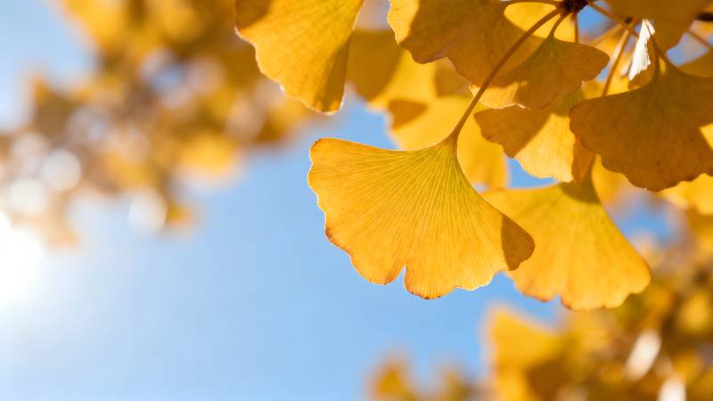 秋叶金黄映蓝天图片