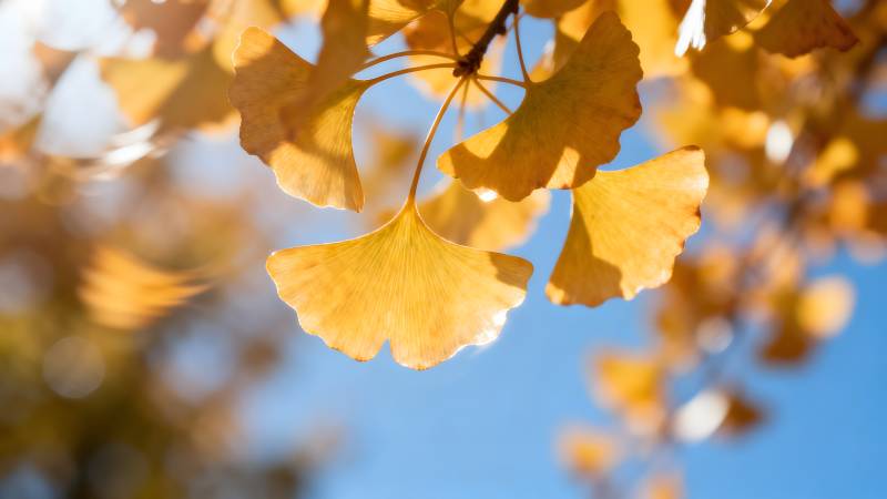 秋日银杏叶图片