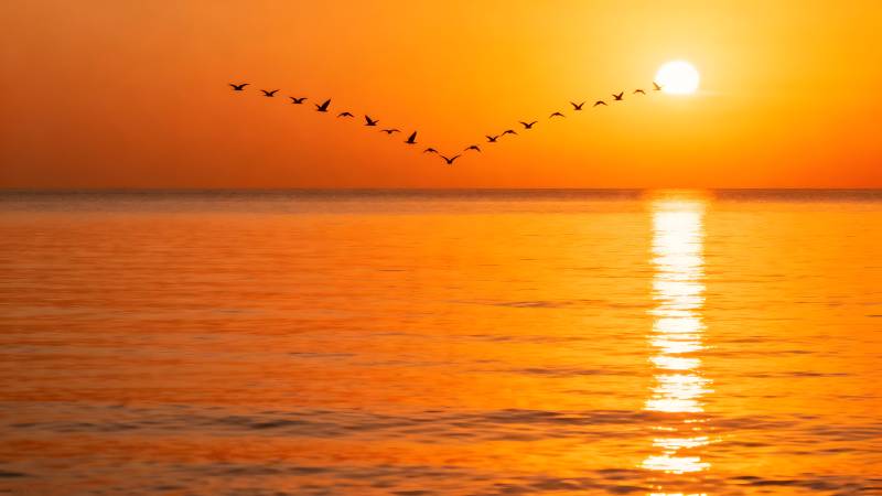 夕阳飞雁图片
