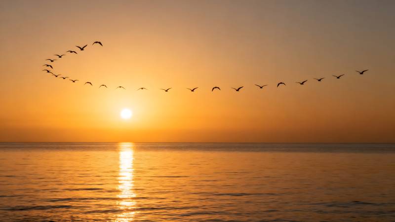 夕阳海鸟归航图片