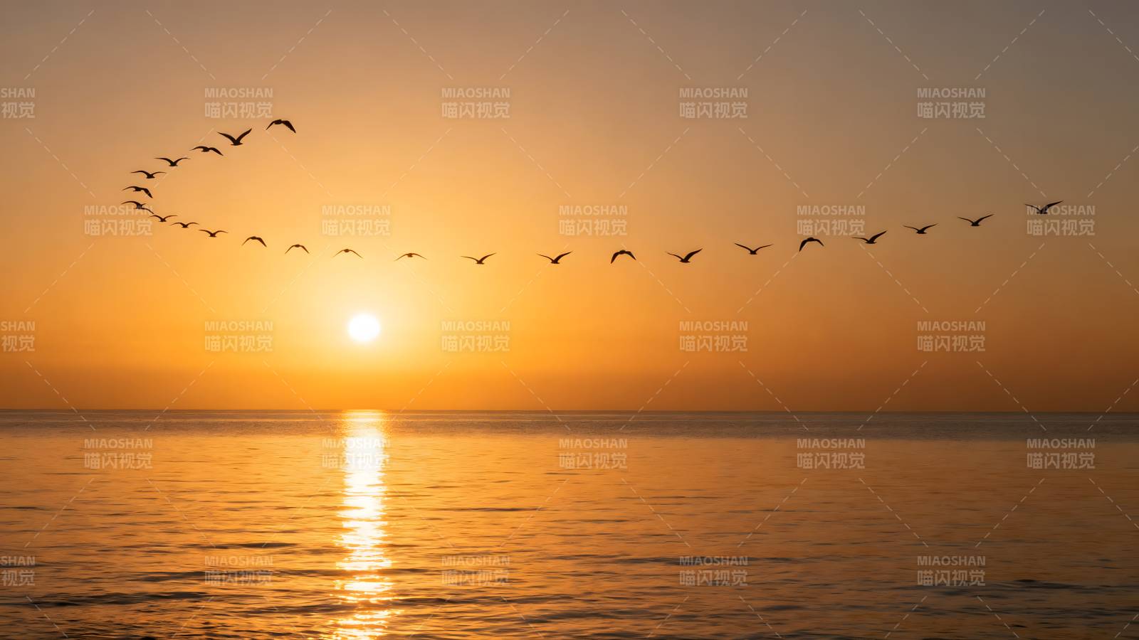 夕阳海鸟归航图片