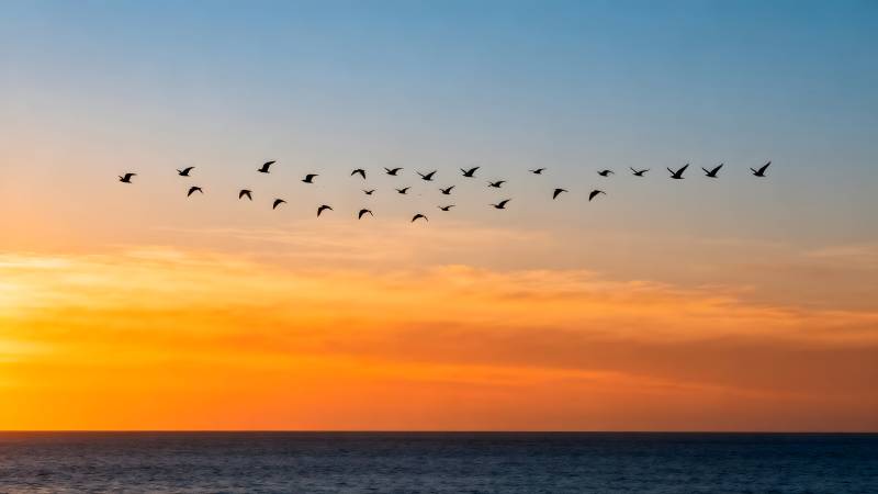 飞鸟掠过夕阳海图片