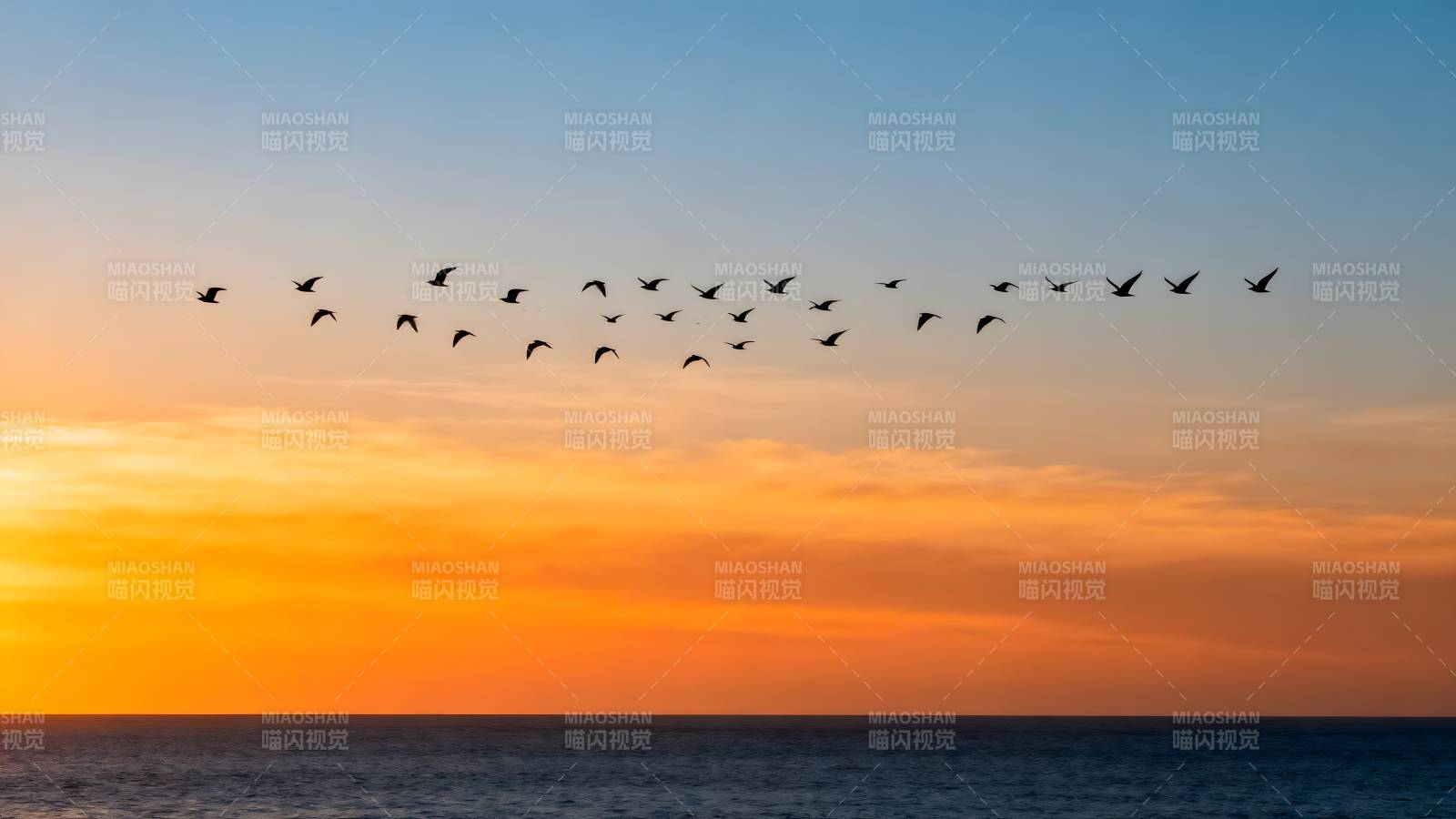 飞鸟掠过夕阳海图片