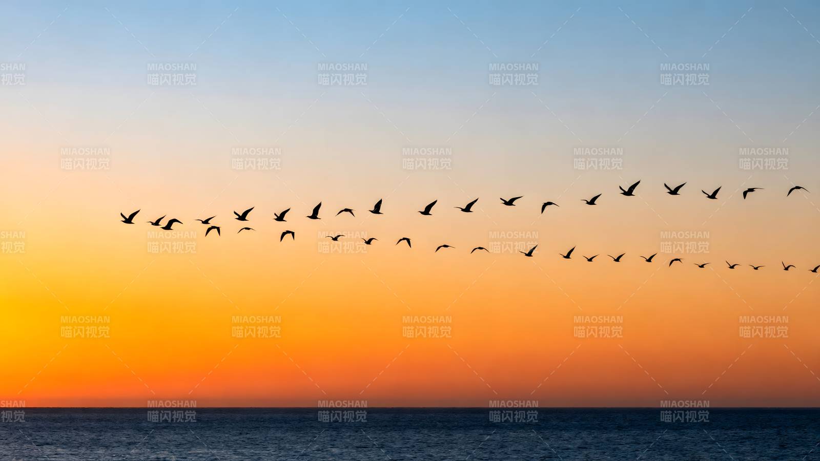 飞鸟掠海 霞光满天图片