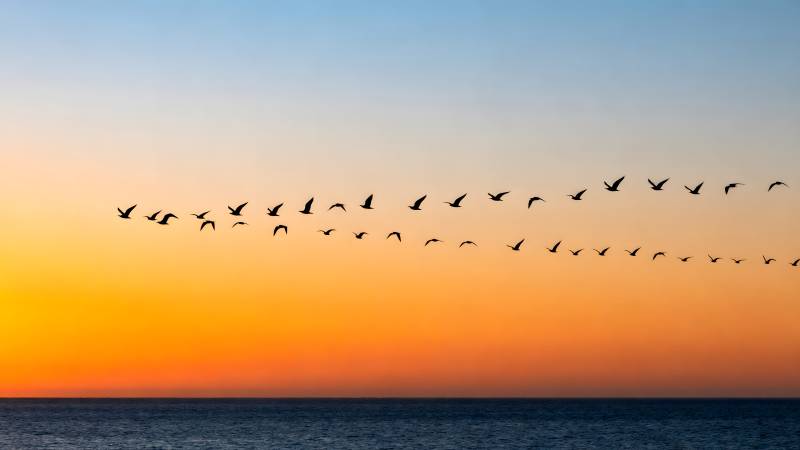 飞鸟掠海 霞光满天图片