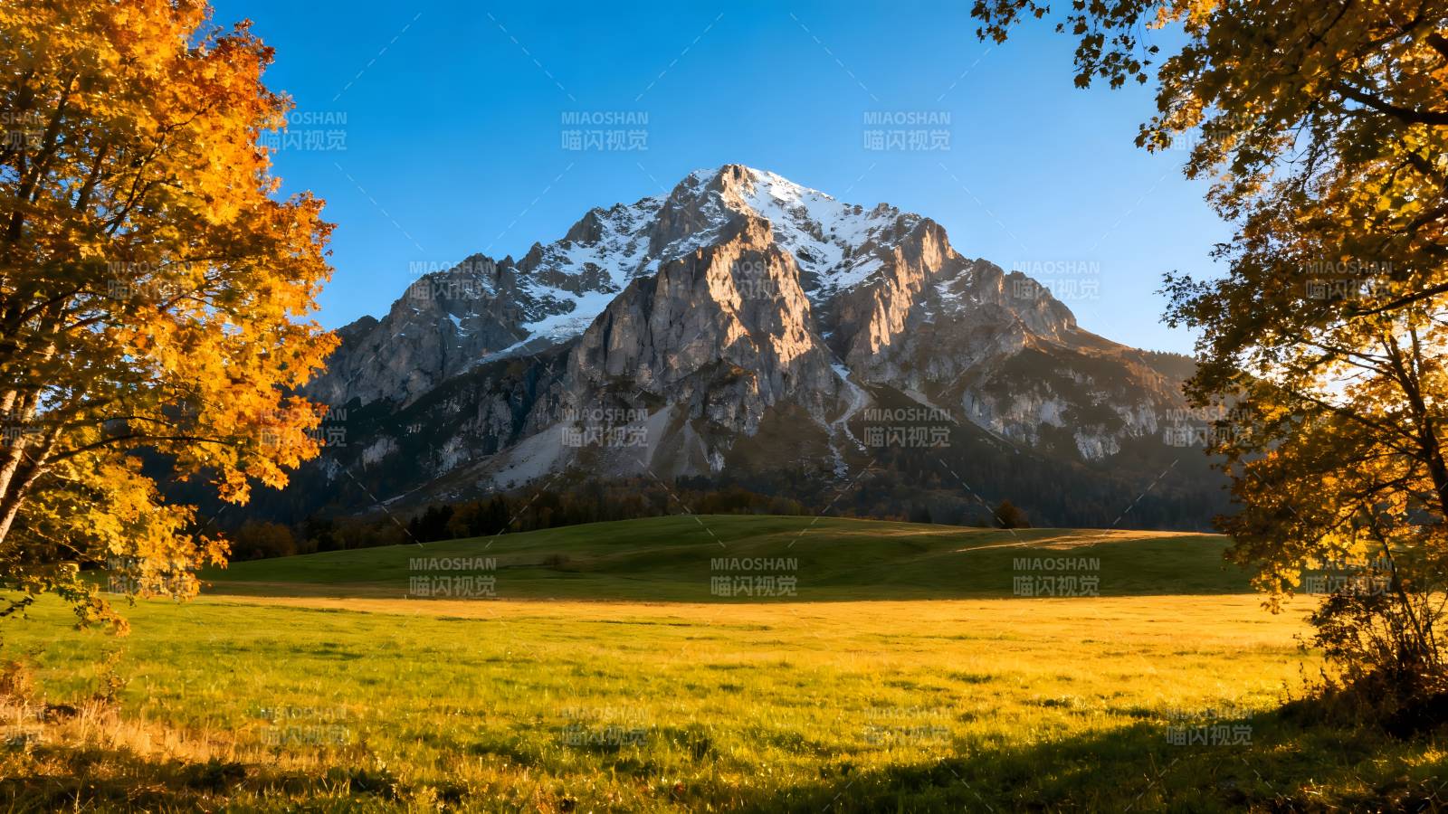 秋山雪峰映金田图片