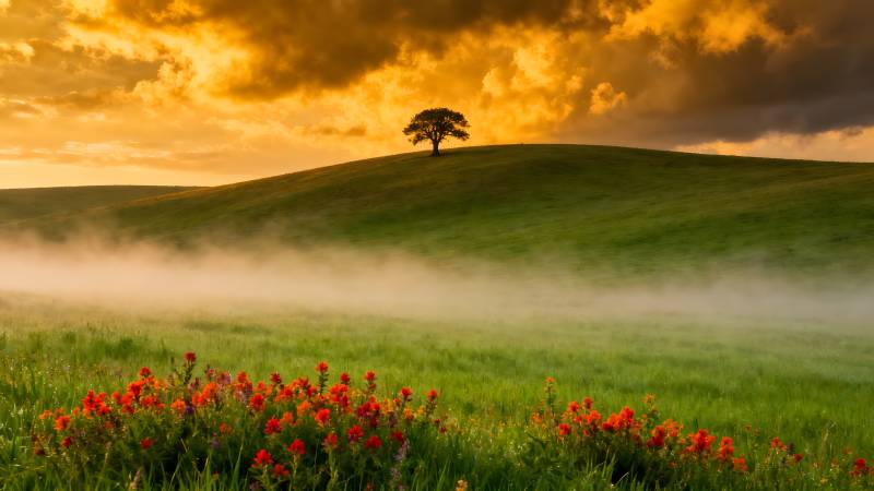 晨雾中的孤树图片