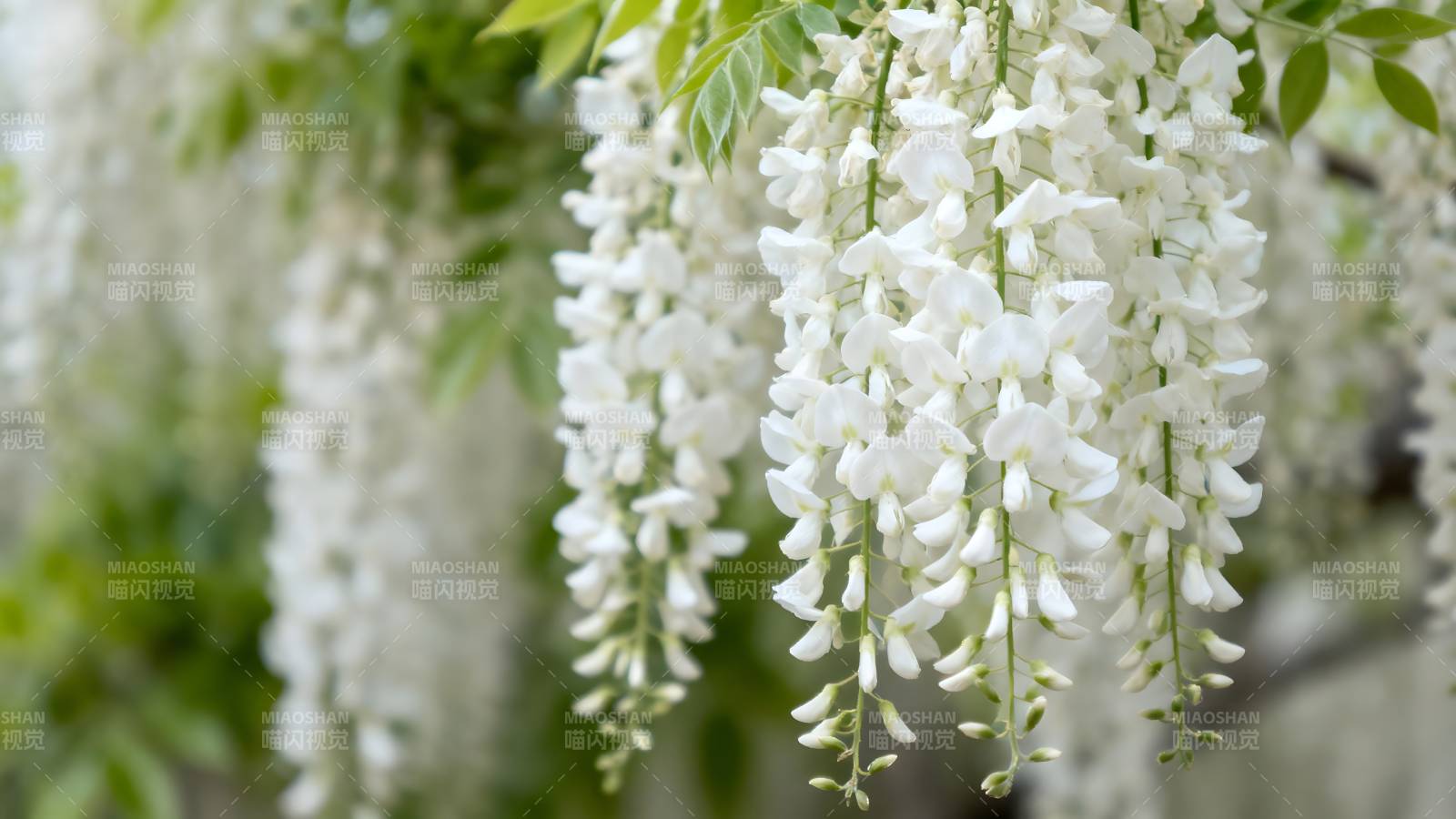 白花垂挂枝头图片